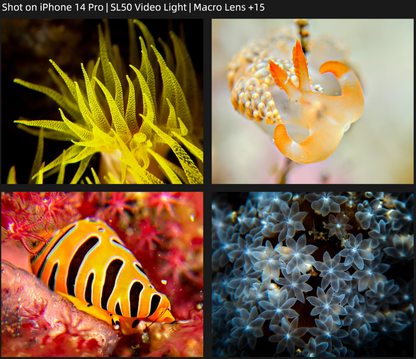 Close-up Lens+8 ‐ マクロレンズ+8