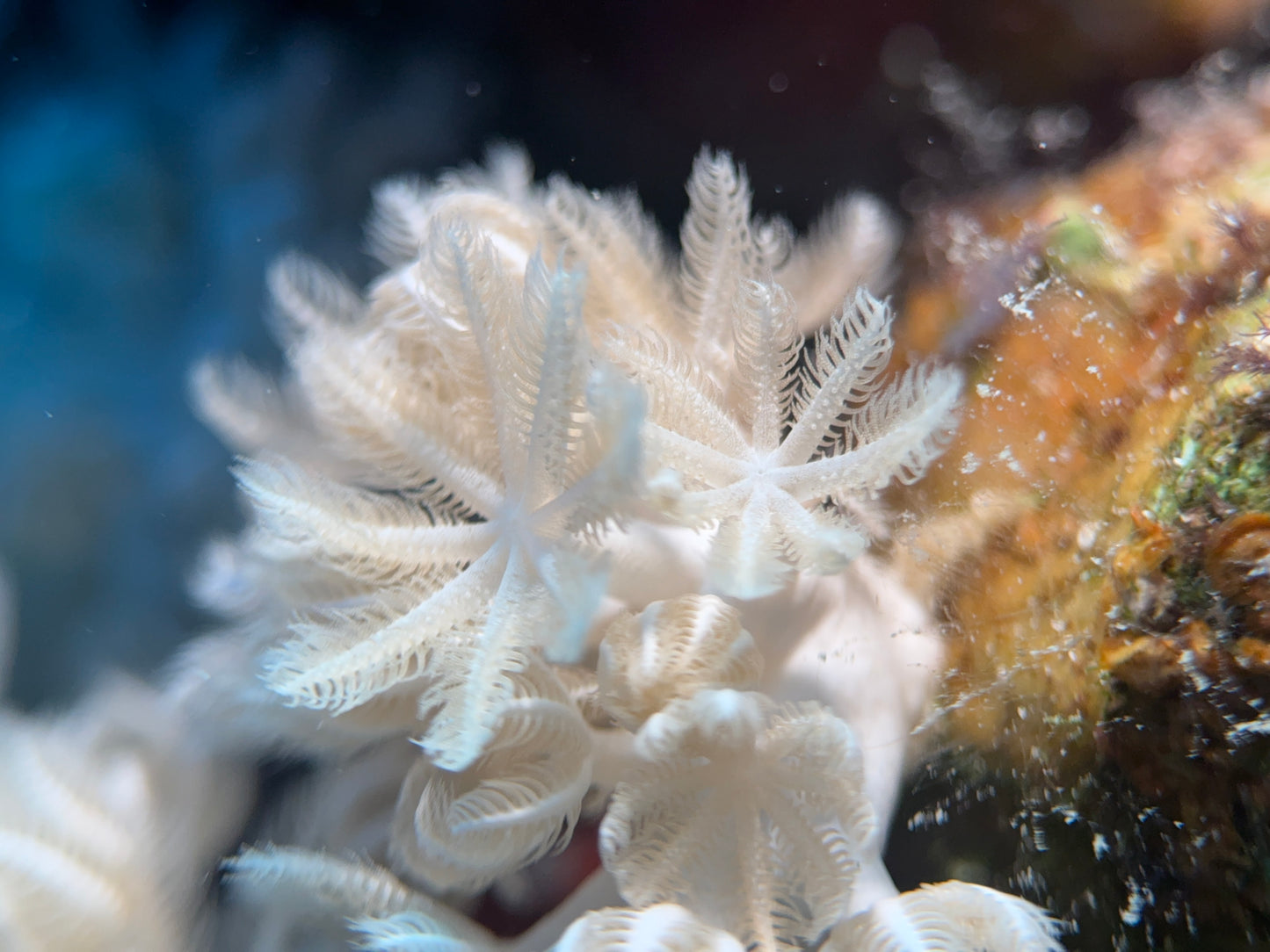 Macro Lens Pro+18 ‐ マクロレンズ+18
